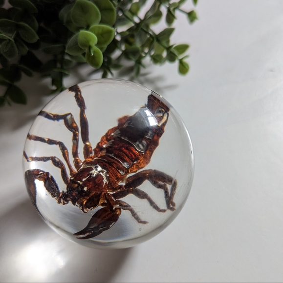 Scorpion in sphere - Picture 2 of 3
